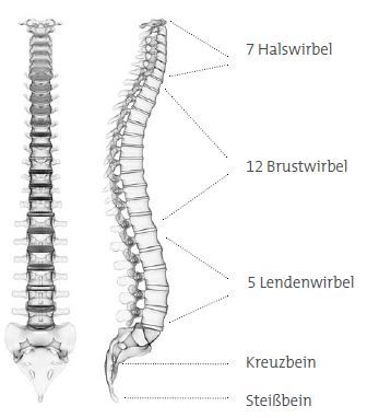 Die menschliche Wirbelsäule Die menschliche Wirbelsäule
